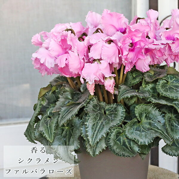 鉢花 シクラメン ファルバラ ローズ 5号