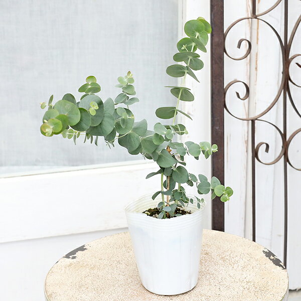 【閉店セール／返品不可／在庫限り】常緑苗木 ユーカリ ベイビーブルーブーケ 3号