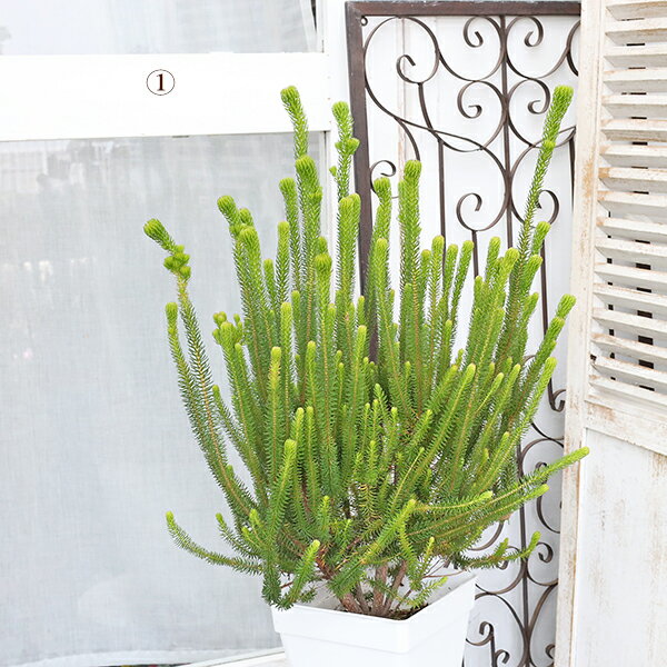 【閉店セール／返品不可／在庫限り】常緑苗木 エリカ セシリフローラ 冬咲きエリカ 7号 高さ80cm