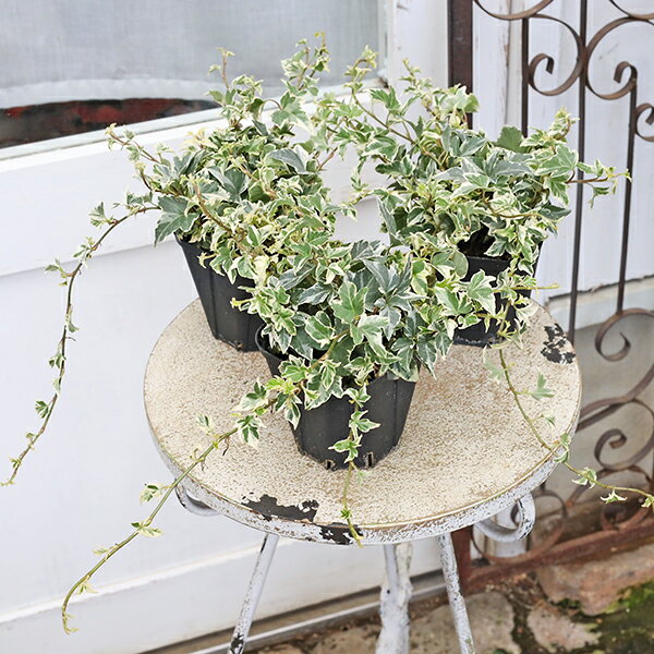 【閉店セール／返品不可／在庫限り】草花苗 ヘデラ ヘリックス 天使のいたずら 3.5号