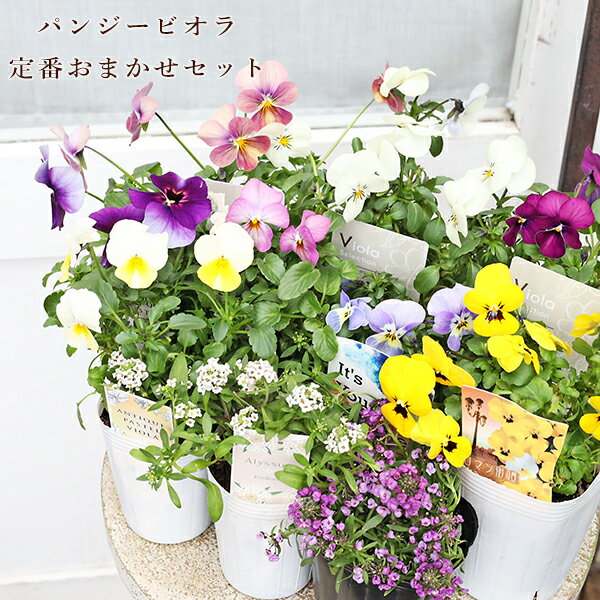 楽天市場】ビオラ 寄せ植え（種類（植物）パンジー）の通販