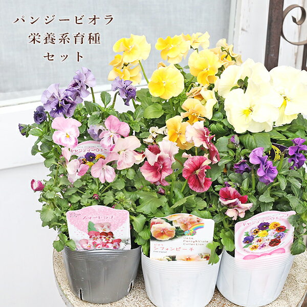 【閉店セール／返品不可／在庫限り】花苗 ビオラ パンジー 栄養系オリジナル育種 6苗セット