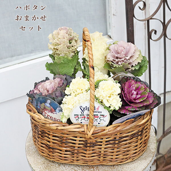 楽天市場】葉牡丹ハンギングバスケットの通販