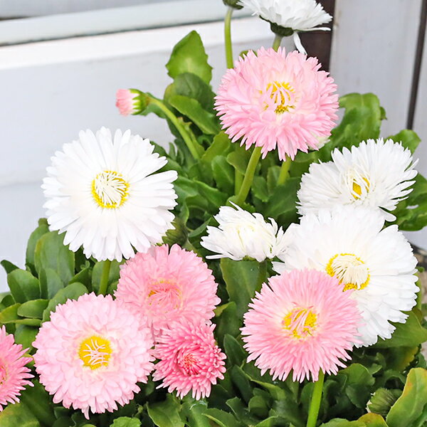 楽天市場】デイジー苗（花・ガーデン・DIY）の通販