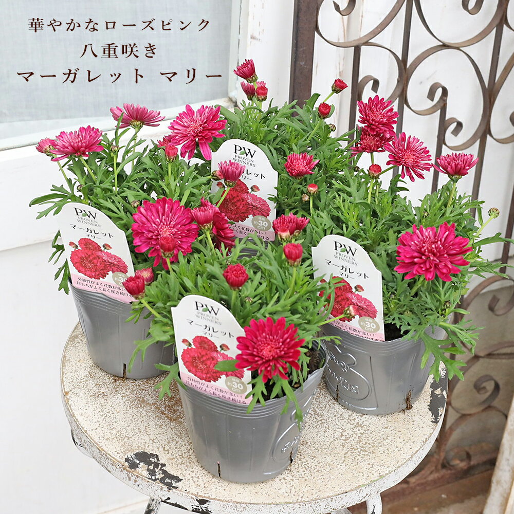 楽天市場】マーガレット、苗の通販