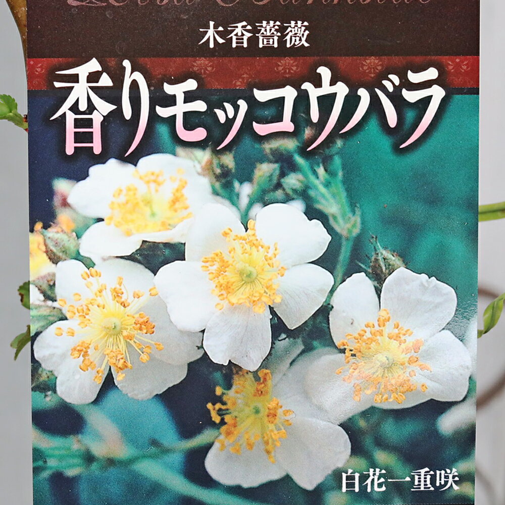 香り良く 病害虫に強い 清純上品なモッコウバラ 花木苗 香り モッコウバラ ホワイト 一重 6号(18cm)です。高さ約80cm。 白バラ一重咲き、最も香りの強いタイプのモッコウバラです。 2〜3cmほどの小さな白い花は清楚な可憐な印象です。 生育旺盛で病害虫にも強く、4～5月頃は一面にたくさん咲きます。 トゲがほとんどないのも魅力です。 日当たりの良い場所から半日陰のあまり日の当たらないところでも、花少なめになりますが開花します。 つるを生かした壁面、アーチ、フェンスなどで観賞を楽しむことができます。 丈夫で育てやすくビギナーさんにも扱いやすい品種です。 商品情報 サイズ 6号(18cm) カラー 白 ※モニターの発色の具合によって実際のものと色が異なる場合がございます。 特徴 科名　バラ科 属名　バラ属 つる性常緑低木 樹高 2m〜6m （地植えでは10m程伸びることもあります） 花期　春(一季咲き) 花言葉「素朴な美」「純潔」「初恋」「あなたにふさわしい人」 育て方 半日陰～日当たり良く排水の良い場所で管理します。 水やりは土の表面が乾いたら水やりしてください。 肥料は花後9月上旬まで緩効性固形肥料を与えます。冬の落葉期は与えません。 鉢管理は、花用またはバラの肥料を2月～3月頃と花後に追肥します。 ノバラの性質のため、肥料は少なめで大丈夫です。 花が咲き終わった枝は半分まで切り落としてください。 強い剪定は夏ごろまでに済ませ、翌年の花芽の影響が出るため秋以降は不要な枝を切るぐらいにして、全体をバッサリ剪定はしません。 注意事項 ＊植物は日々生長していますので、お届け時は写真と変わっている場合がございます。 ＊開花株の販売は咲き終わった花は摘み取りますので、花のない株でお届けする場合もあります。 ＊配送業者は佐川急便になります。 ＊3980円以上ご購入で送料無料になりますが、東北地方・北海道・沖縄県は別途送料がかかります。 ＊夏場は配送中トラックの中が高温となる為、受け取り次第すぐに風通しの良い半日陰に置いてください。 ＊冬季の寒冷地への発送はご遠慮させて頂いております。 ＊発送は通常2、3日以内（定休日を除く）に対応させて頂いております。 ＊ご不明な点がございましたらお気軽にご連絡くださいませ。