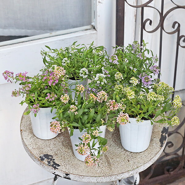 花苗スイートアリッサムピーチレモン...