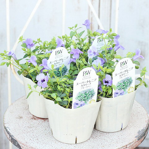 花苗 PW スーパートレニア カタリーナ ブルーリバー 3.5号のサムネイル