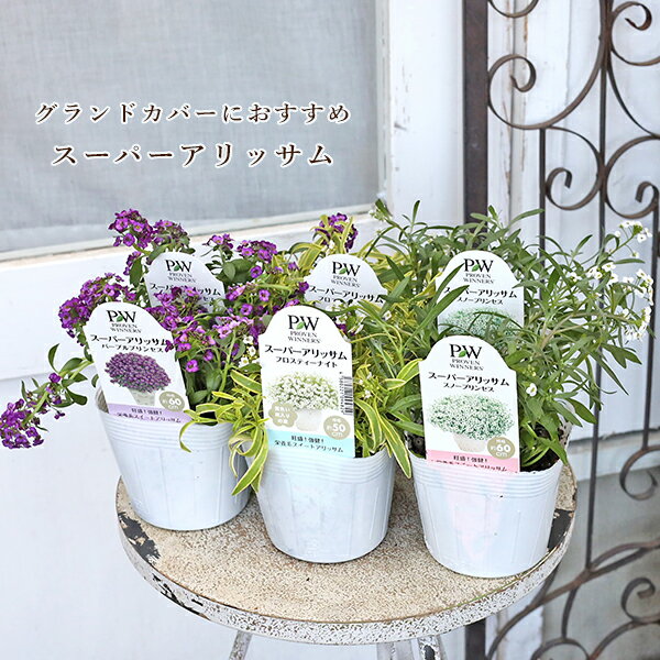 花苗PW栄養系スーパーアリッサムフ...