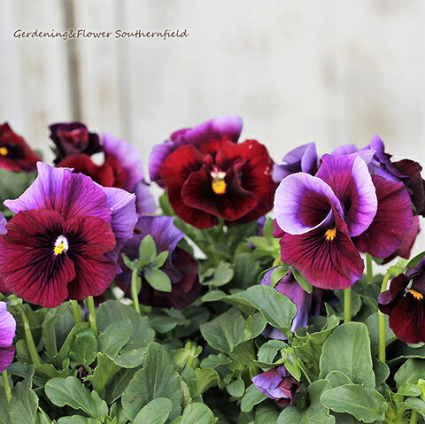 花苗 ビオラ レインボーウェーブ USA 3.5号