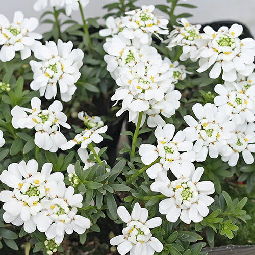 花苗 PW イベリス スノーボール 2.5号