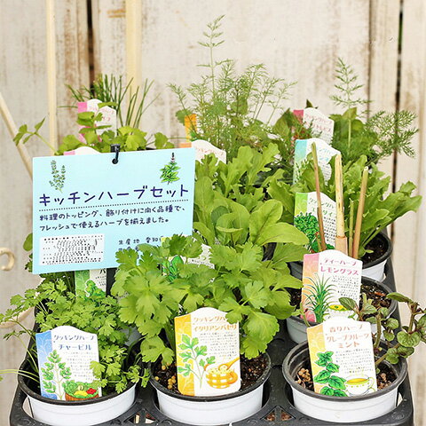 ハーブ苗 選べるハーブ 3.5号ポット Ver2