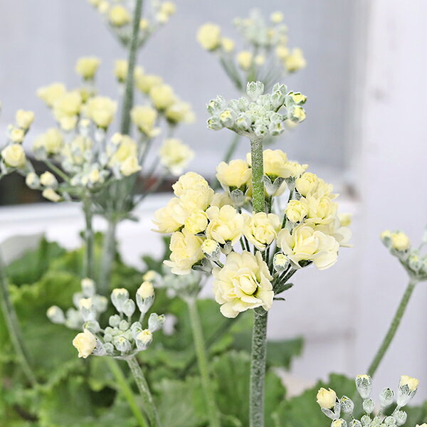 花苗 サクラソウ ルーチェプリマベーラ 桜草 3.5号