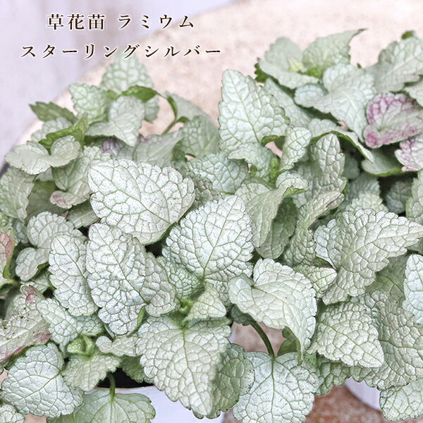 草花苗ラミウムスターリングシルバー...