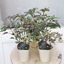 草花苗 観賞 トウガラシ カリコ 2.5号