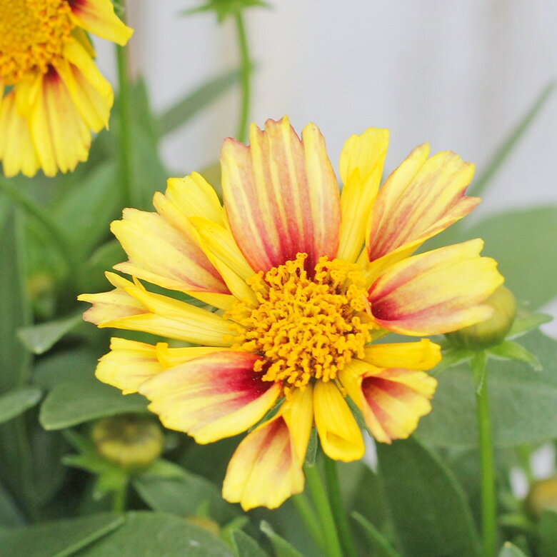 花苗 コレオプシス ソランナ サンセットバースト 3.5号のサムネイル