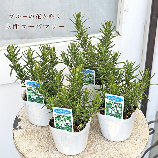 ハーブ苗 立性 ローズマリー マリンブルー 3号