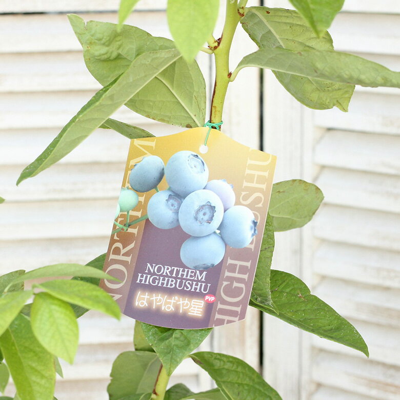 【閉店セール／返品不可／在庫限り】 現品販売 果樹苗木 ブルーベリー ハイブッシュ系 はやばや星 4.5号 高さ85cm