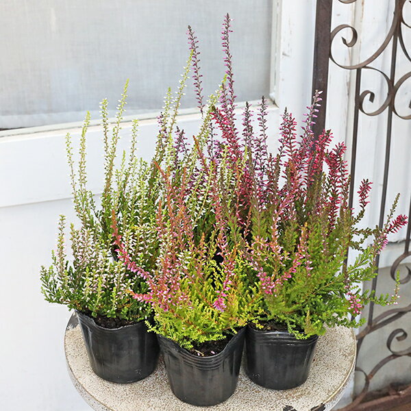 おしゃれな冬の花壇 寄せ植えのアクセントに スタイリッシュなカルーナ 花苗 カルーナ ガーデンガールズ 3号(9cm)です。 カラーは、ピンク、ホワイト、ローズピンク、パープルからお選びください。 ＊ピンクは濃淡の色幅がございます。 スタイ...