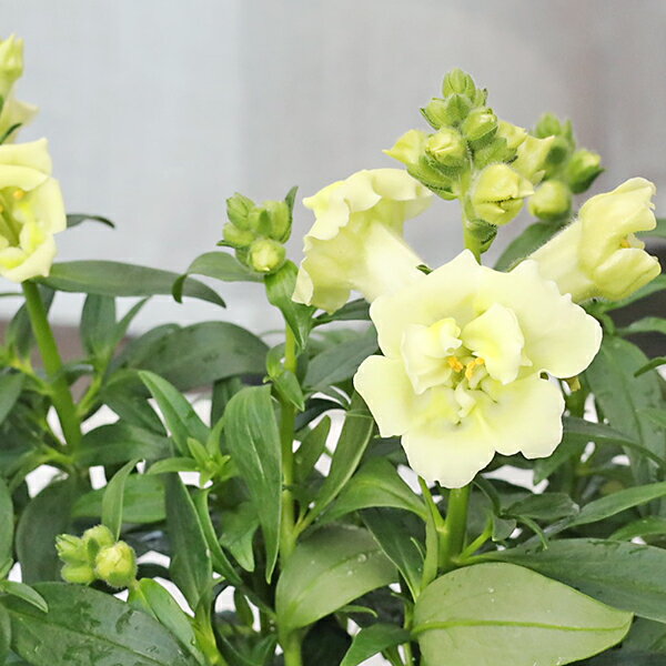 楽天市場】金魚草（種類（植物）キンギョソウ）の通販