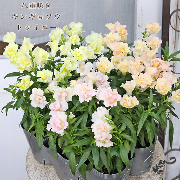 花苗 八重咲き キンギョソウ 金魚草 トゥイニー アップルブロッサム ピーチ レモン 3.5号