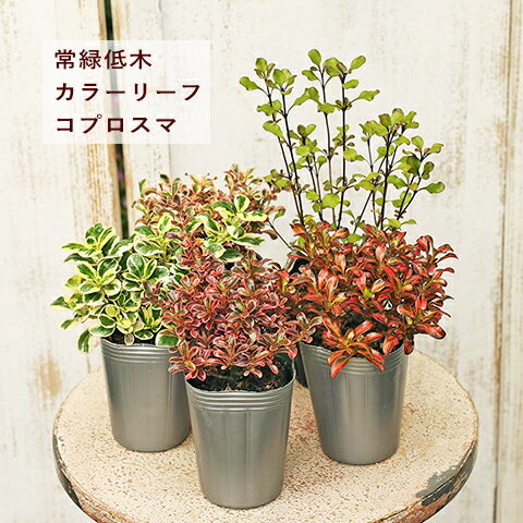 草花苗 コプロスマ 2.5号のサムネイル