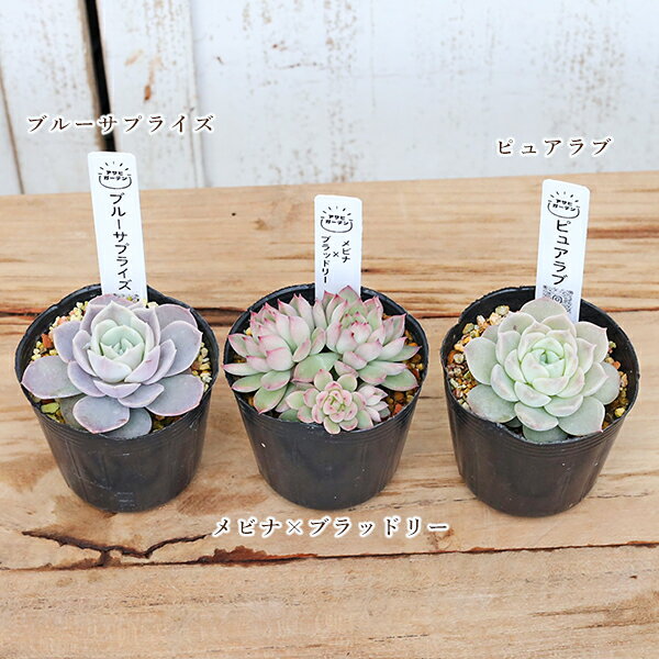 【閉店セール／返品不可／在庫限り】現品販売 多肉植物 エケベリア 2号