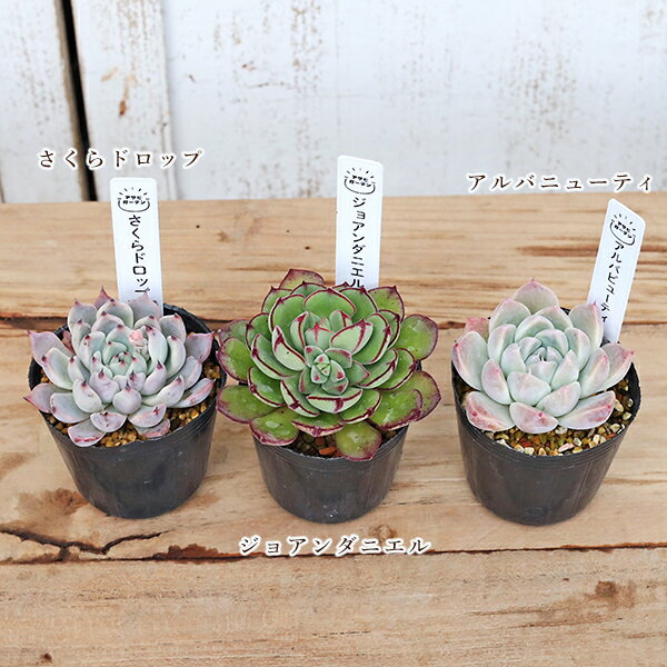 【閉店セール／返品不可／在庫限り】現品販売 多肉植物 エケベリア 2号