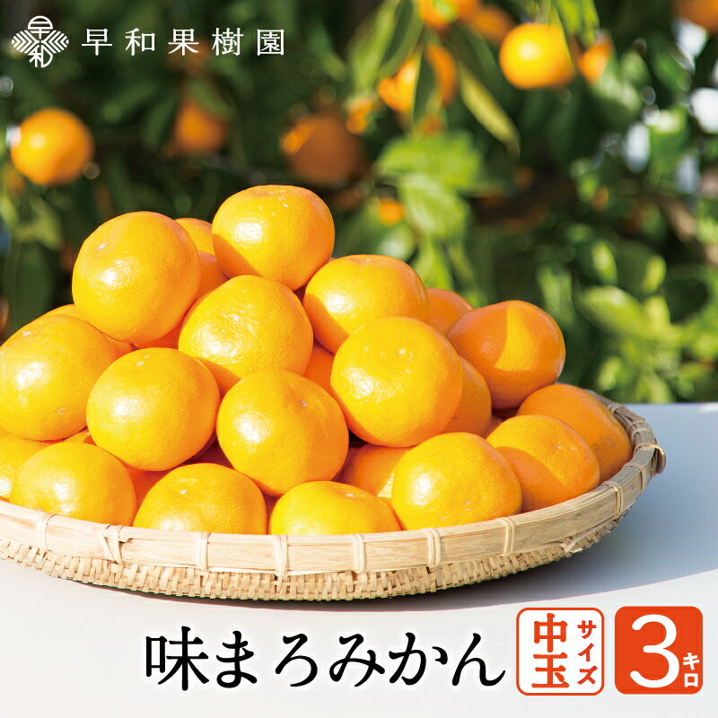 みかん お歳暮 有田みかん 味まろみかん中玉 3kg 送料無料 産地直送 和歌山県 早和果樹園