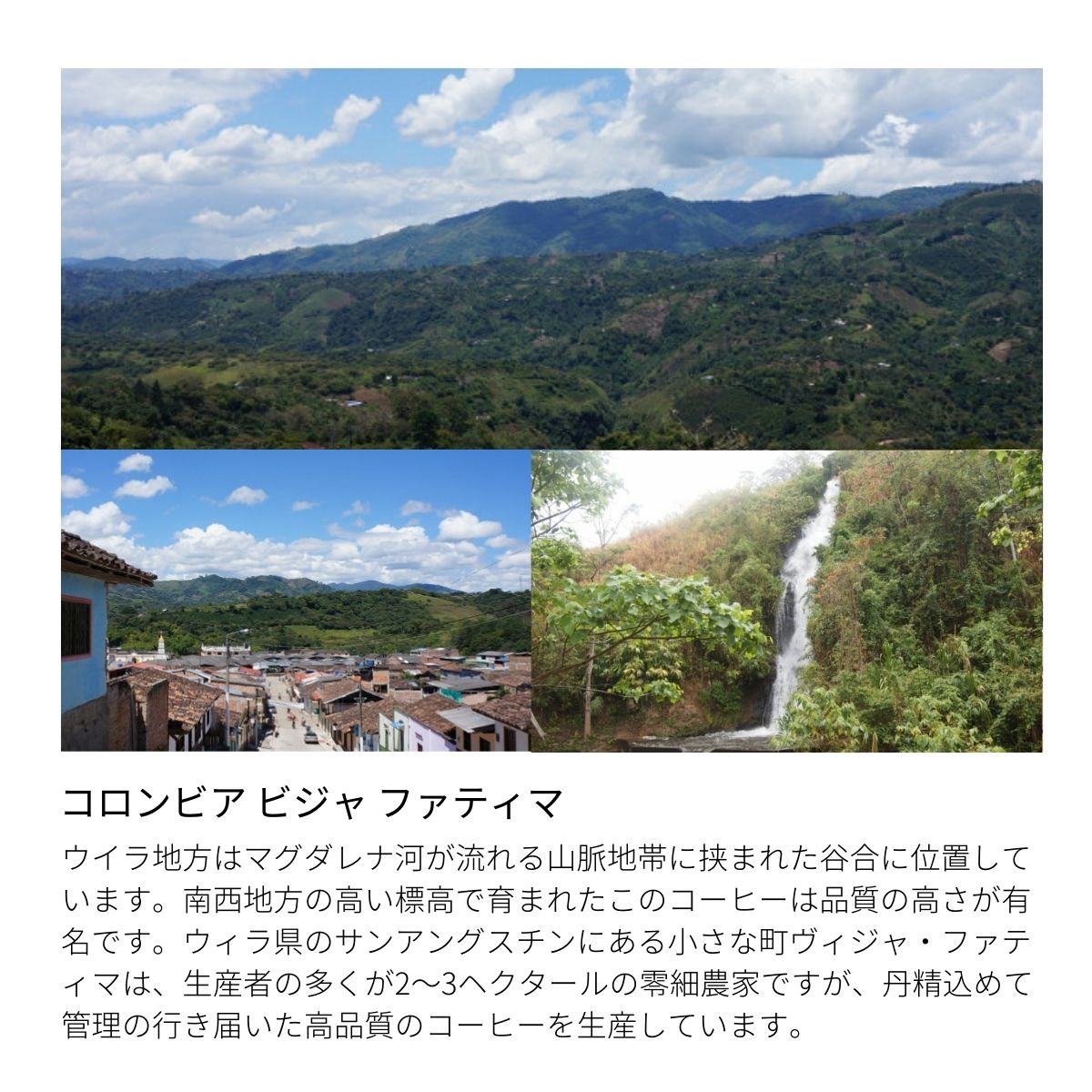 [ こくまろ ] コーヒー豆 コロンビア 中深煎り 150g / 300g ビジャファティマ ティピカ スペシャルティコーヒー シングルオリジン 3