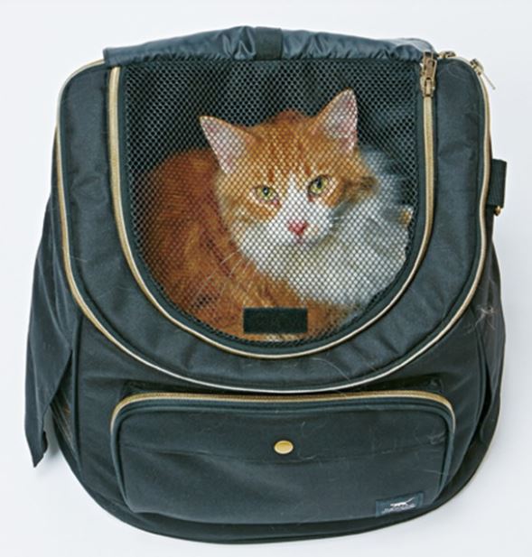 JL necoco ���å����å�����꡼ �֥�å� �ڥƥ��� (6����)