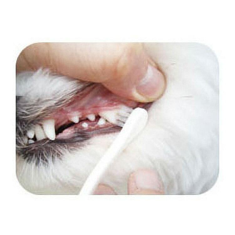 JL �ޥ���ɥ��å� �������� ���ѻ��֥饷���⡼��إå�1�� ��120�ġ�