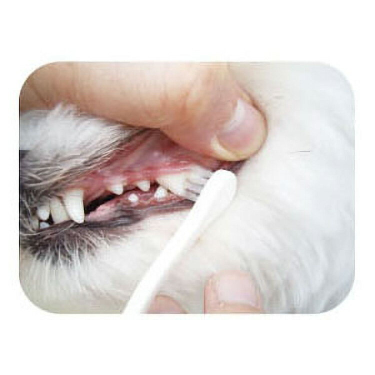 JL �ޥ���ɥ��å� ������ ���ѻ��֥饷 ���⡼��إå� ��120�ġ�