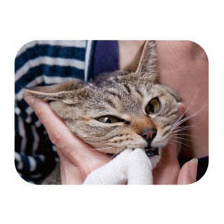 JL �ޥ���ɥ��å� ǭ������ ��ӻ��֤餷ǭ������ ��ӻ��֤餷 ��120�ġ�