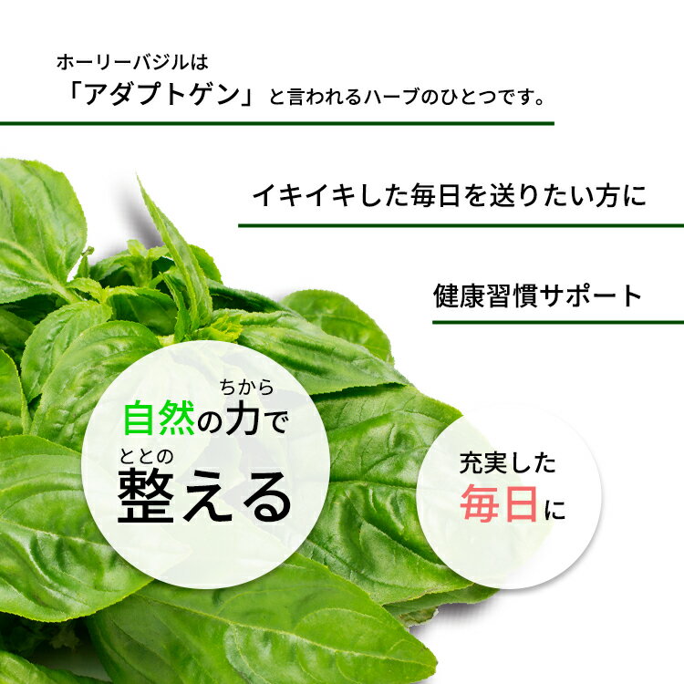 ナウフーズ ホーリーバジルエキス ベジカプセル 500mg 90粒 NOW Foods HOLY BASIL ...