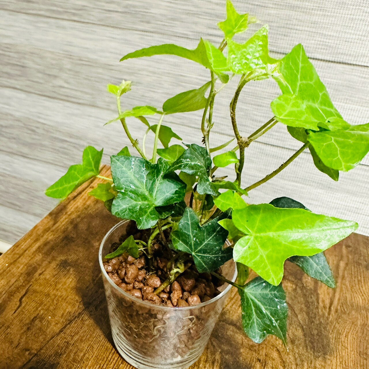 アイビー そのまま飾れる観葉植物 ヘデラ ハイドロカルチャー Hedera アイビー 土を使わない 清潔感 クリアカップ1鉢｜水耕栽培 ハイドロボール ミニサイズ 根腐れ防止剤入り　安心