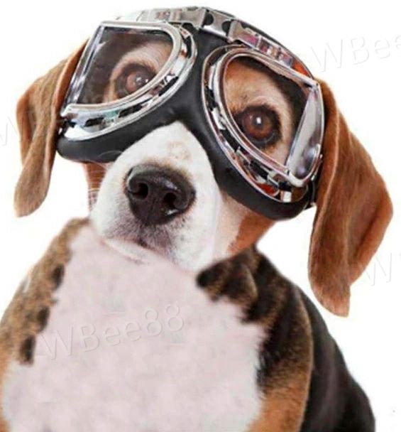 メガネ ペット用 対策 予防 紫外線 ゴーグル サングラス お洒落な犬用眼鏡(4.0)