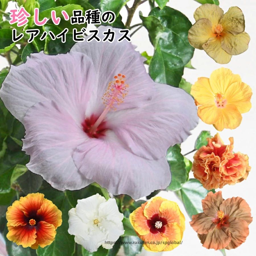 【未開封新品】ハワイアンレトロ希少品 ハイビスカスの花付き女性の顔像 t61611316c09c_1.jpg