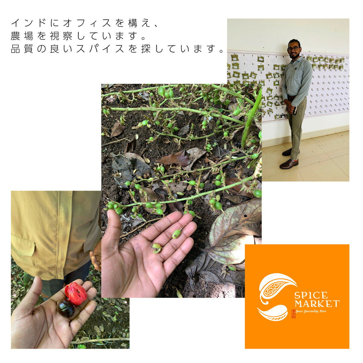 フェンネル パウダー 500g Fennel Powder ソーンフ Saunf スパイス spice-market-10000050 スパイスマーケット サンプル画像3