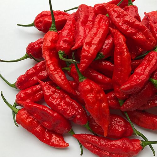 �֡��ȡ���������� �񻺺ǹ���ʡʥѥ�������/Bhut Jolokia ��10g�� �ھ��ʹ��200g�ʲ��ǥͥ��ݥ��ġ�