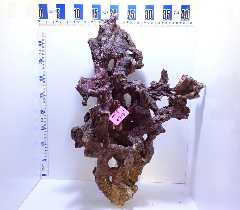 ライブロック枝状XL No5 4.7kg(商品画像は現物となります)