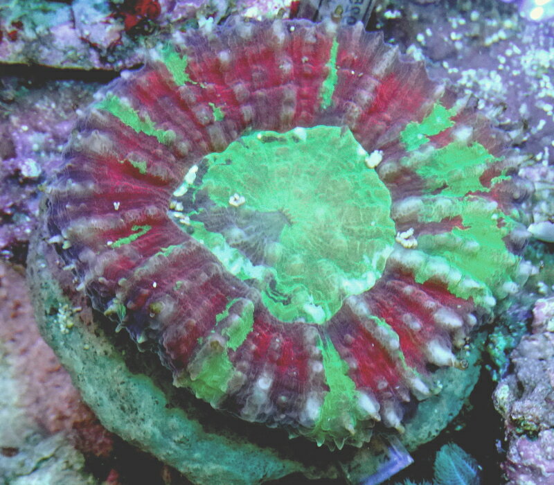 アザミハナガタサンゴ レッド 7cm （北海道・中国・四国・九州・沖縄・離島は販売出来かねます）