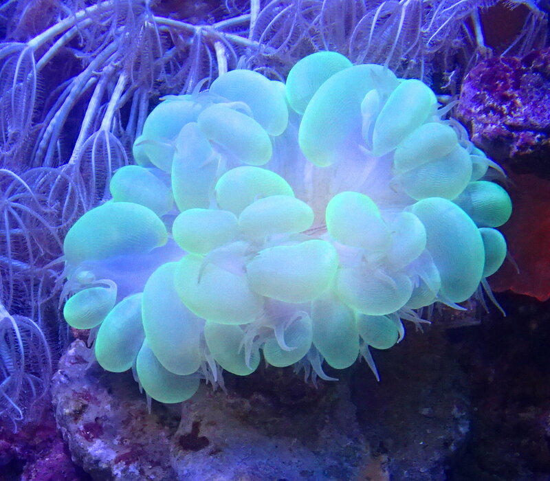 バブルコーラル クリアグリーン（サイズは開いた状態で約6センチ程です）※北海道・中国・四国・九州・沖縄・離島は販売出来かねます