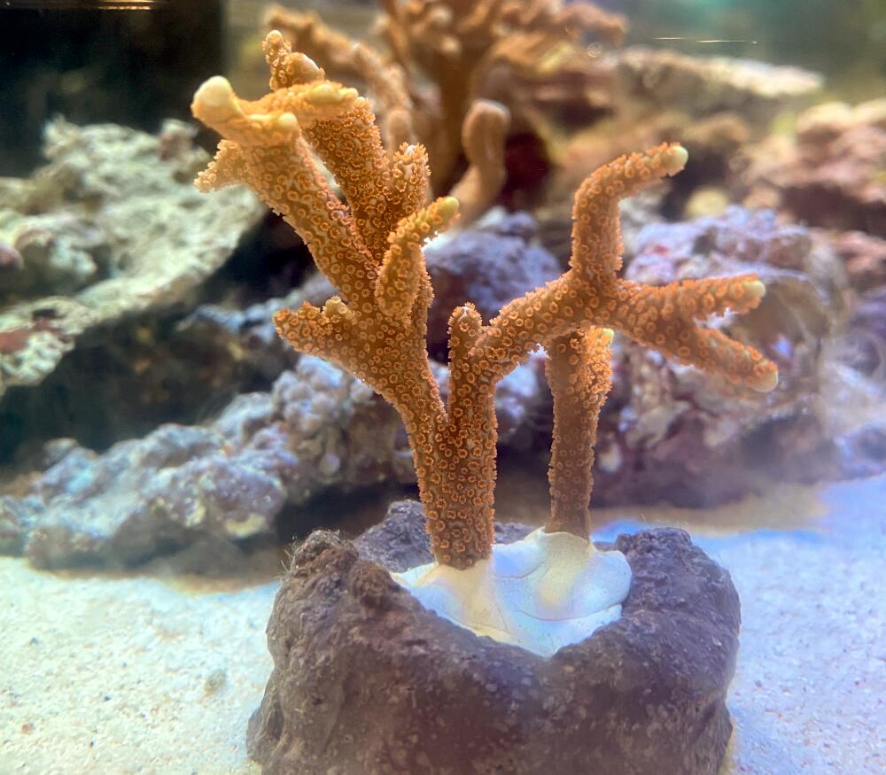 エダコモンサンゴ バブルガム No4 6cm※北海道・中国・四国・九州・沖縄・離島は販売出来かねます