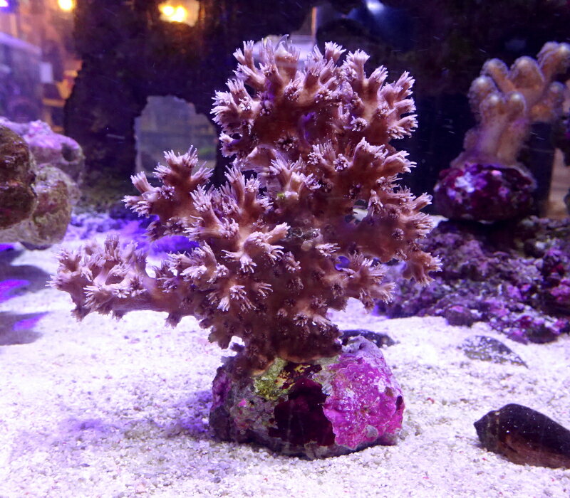 激レア！　エダアザミサンゴ（サイズは約8センチ程です）※北海道・中国・四国・九州・沖縄・離島は販売出来かねます