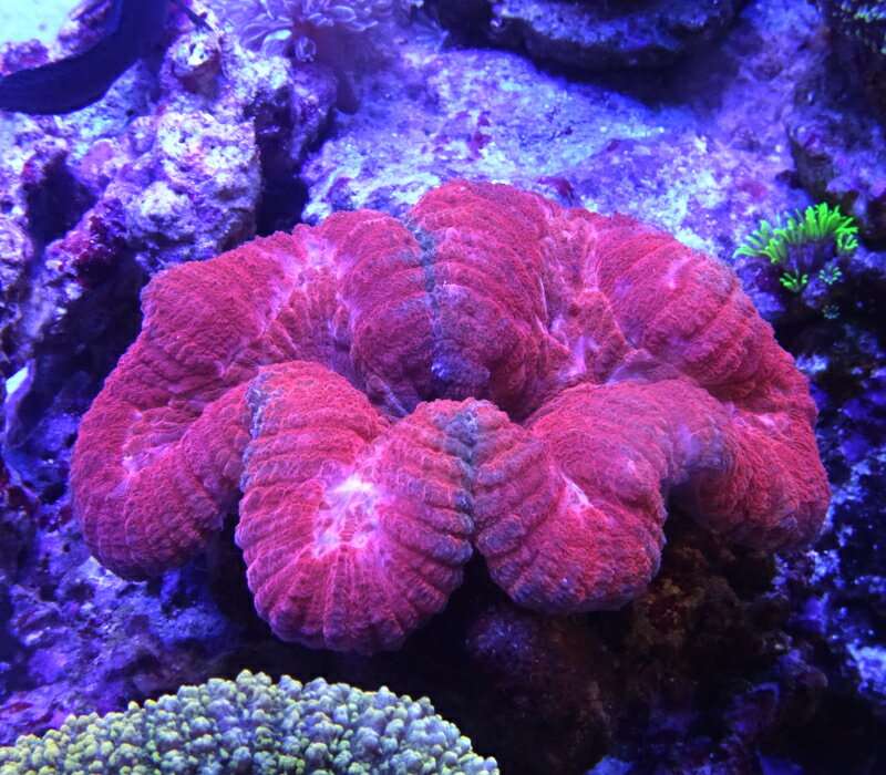 ハナガタサンゴレッド（サイズは約10センチ程です）※北海道・中国・四国・九州・沖縄・離島は販売出来かねます