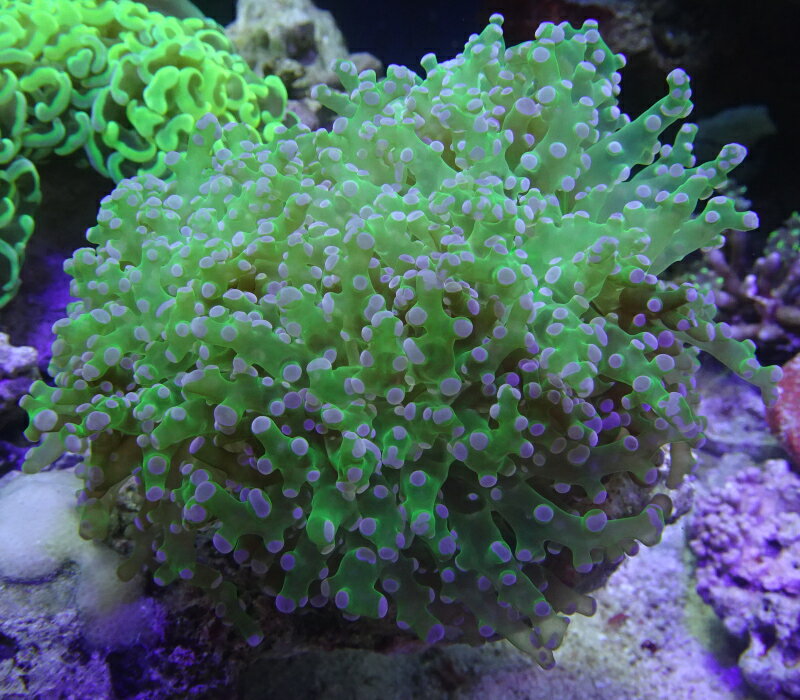 No2タコアシサンゴ　ブランチ　美クリアグリーン（サイズは開いた状態で13センチ程です）※北海道・中国・四国・九州・沖縄・離島は販売出来かねます