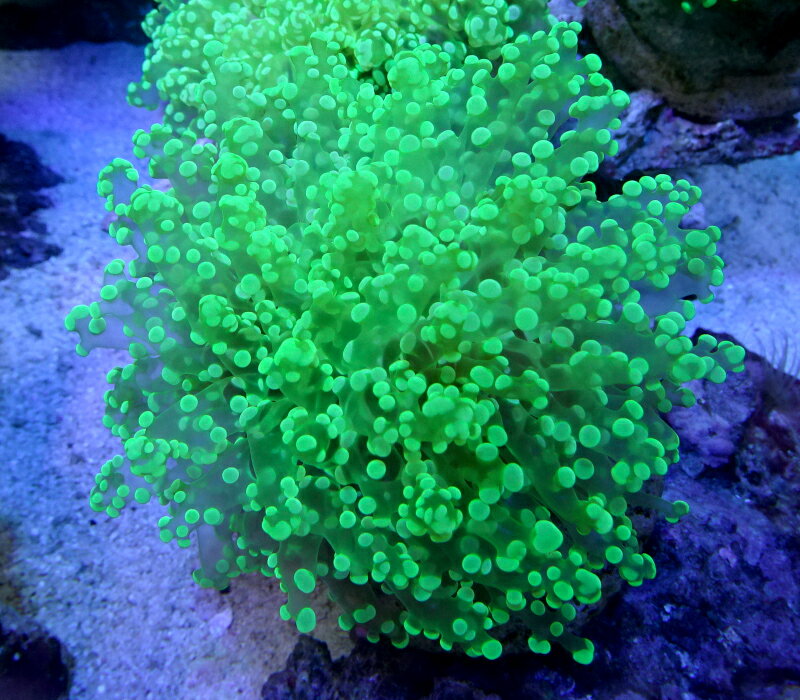 No3 タコアシサンゴ　スーパークリアグリーン（サイズは開いた状態で11センチ程です）※北海道・中国・四国・九州・沖縄・離島は販売出来かねます