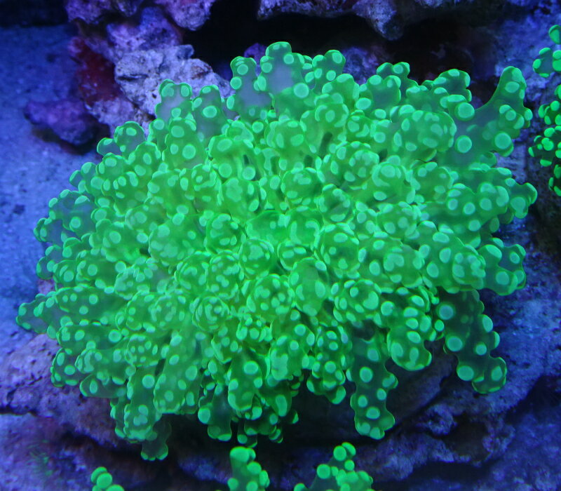 No4 タコアシサンゴ　スーパークリアグリーン（サイズは開いた状態で11センチ程です）※北海道・中国・四国・九州・沖縄・離島は販売出来かねます