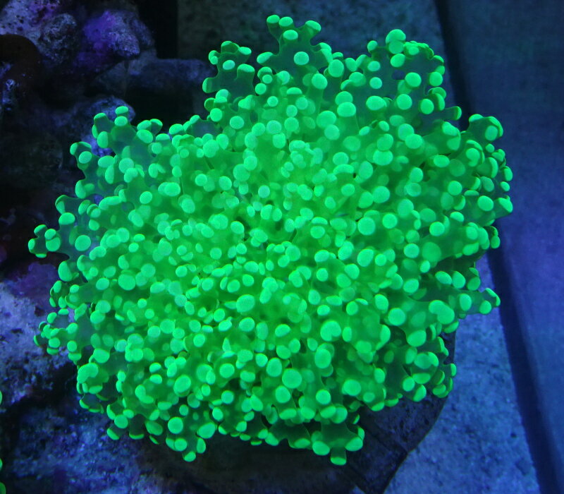 No5 タコアシサンゴ　スーパークリアグリーン（サイズは開いた状態で11センチ程です）※北海道・中国・四国・九州・沖縄・離島は販売出来かねます